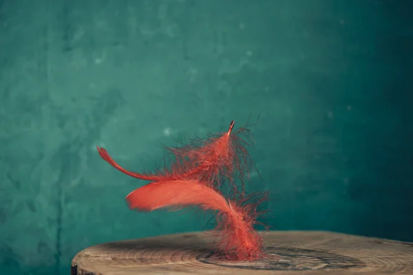 Bella Piuma Uccello Rosso Tavolo Legno Texture Verde Parete Sfondo — Foto Stock