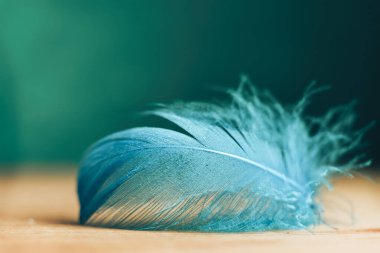 Güzel mavi kuş tüyü ahşap bir masa ve yeşil duvar arkaplan dokusu.