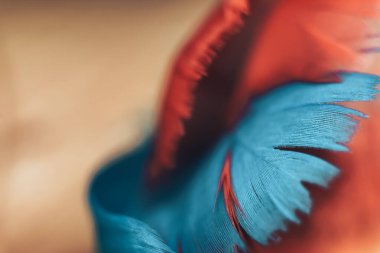 Ahşap bir masada güzel kuş tüyü ve yeşil duvar arkaplan dokusu.