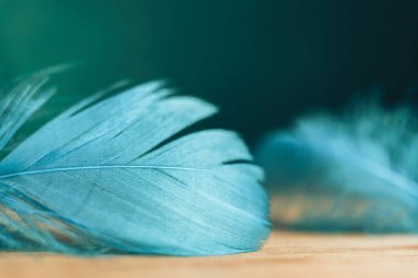 Güzel mavi kuş tüyü ahşap bir masa ve yeşil duvar arkaplan dokusu.