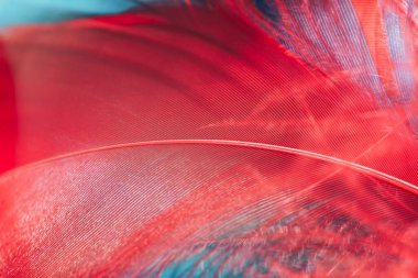 Ahşap bir masada güzel kuş tüyü ve yeşil duvar arkaplan dokusu.