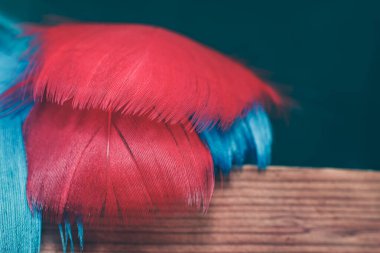 Ahşap bir masada güzel kuş tüyü ve yeşil duvar arkaplan dokusu.