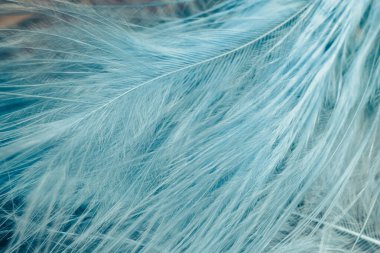 Güzel Kuş tüyü arkaplan dokusunu kapat.