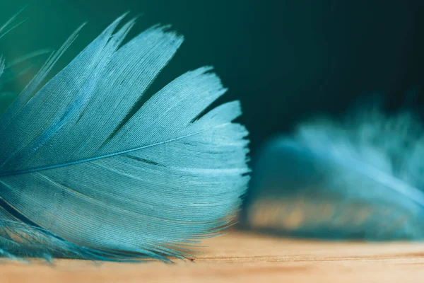 Fechar Azul Bonito Pena Pássaro Uma Mesa Madeira Parede Verde — Fotografia de Stock