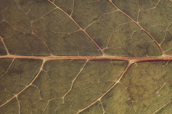 Cerrar Hermosa Textura Fondo Patrón Hoja Marrón Macro Fotografía Vista —  Fotos de Stock