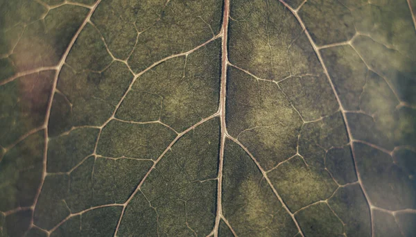 Close Bella Texture Modello Foglia Marrone Sfondo Macro Vista Fotografica — Foto Stock