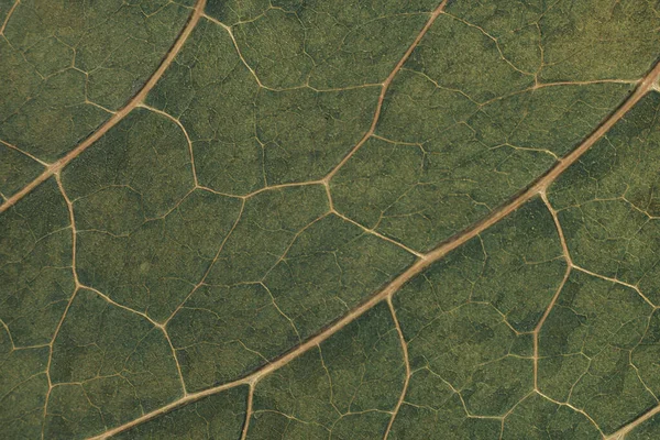Zavřít Krásné Zelené Listy Vzor Pozadí Textury Zobrazení Makro Fotografií — Stock fotografie