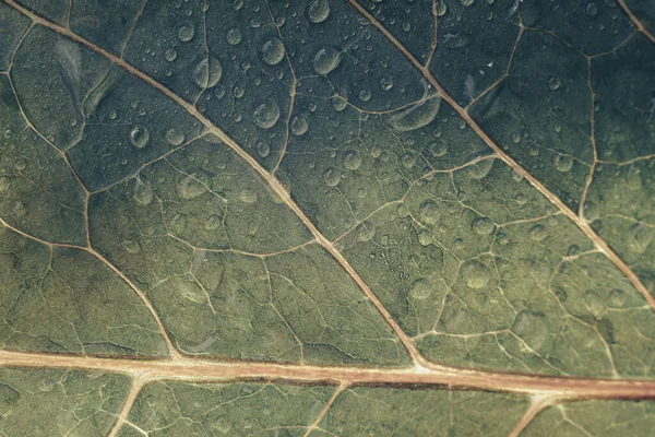 Nahaufnahme Schöne Grüne Blatt Und Wassertropfen Muster Hintergrundstruktur Makrofotografie — Stockfoto