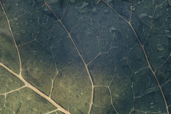Zavřít Krásné Zelené Listy Voda Kapky Vzor Pozadí Textury Zobrazení — Stock fotografie