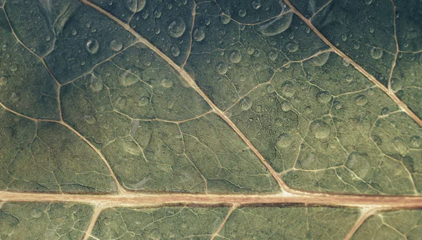 Zavřít Krásné Zelené Listy Voda Kapky Vzor Pozadí Textury Zobrazení — Stock fotografie