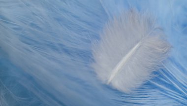 Güzel beyaz trendleri mavi tüy desenli arka planda kuşun tüyü ile kapatın. Makro fotoğrafçılık görünümü.