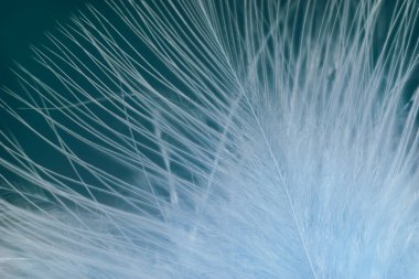 Güzel mavi trendleri kapatın kuş tüyü desenli arka plan. Makro fotoğrafçılık görünümü.