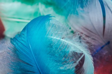 Çok renkli güzel trendleri, kuş tüyü desenli arka planı kapatın. Makro fotoğrafçılık görünümü.