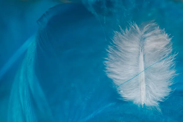 Güzel Beyaz Trendleri Kapatın Kuş Tüyü Hayali Mavi Tüy Desenli — Stok fotoğraf