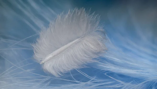 Zamknij Piękne Białe Trendy Pióro Ptaków Tle Niebieskiego Pióra Wzór — Zdjęcie stockowe