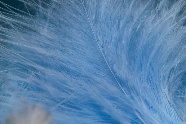 Close Beautiful Blue Trends Bird Feather Pattern Texture Background Macro — Stock Photo, Image