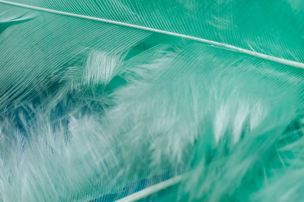 Aqua Menthe kuş tüyü desenli arka plandaki güzel beyaz trendleri kapatın. Makro fotoğrafçılık görünümü.