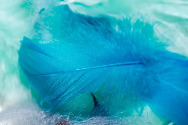 Çok Renkli Güzel Trendleri Kuş Tüyü Desenli Arka Planı Kapatın — Stok fotoğraf