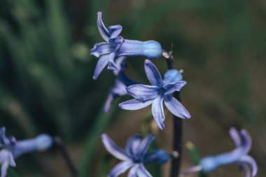 Arka plandaki güzel bahar sümbülü çiçeklerini kapat. Makro görünüm fotoğrafçılığı. 