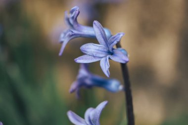 Arka plandaki güzel bahar sümbülü çiçeklerini kapat. Makro görünüm fotoğrafçılığı. 