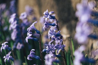 Arka plandaki güzel bahar sümbülü çiçeklerini kapat. Makro görünüm fotoğrafçılığı. 