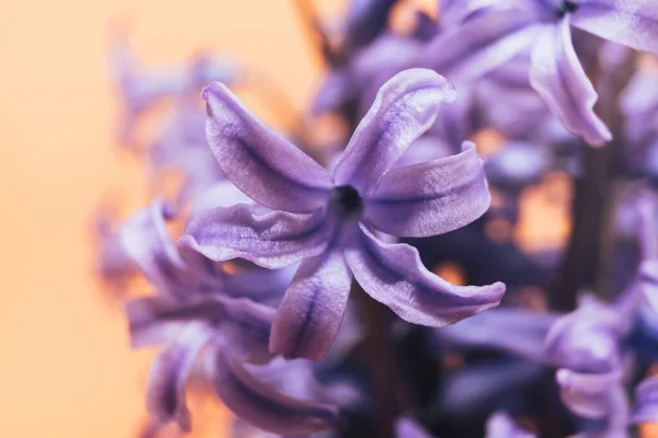 Gros Plan Belles Fleurs Jacinthe Violette Dans Vase Sur Fond — Photo