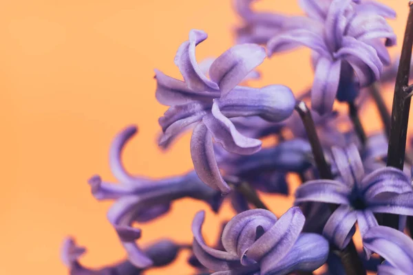 Sluiten Mooie Paarse Hyacint Bloemen Vaas Een Gele Achtergrond — Stockfoto