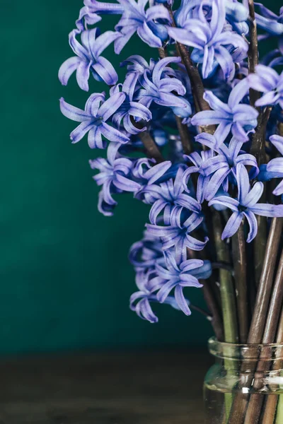 Sluiten Paarse Hyacint Bloemen Groene Muur Achtergrond Voor Ontwerp — Stockfoto