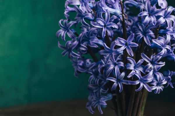 Sluiten Paarse Hyacint Bloemen Groene Muur Achtergrond Voor Ontwerp — Stockfoto