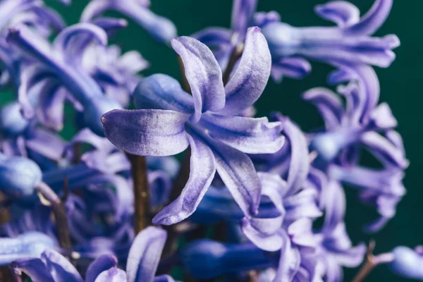 Close Purple Hyacint Bloemen Patroon Achtergrond Voor Ontwerp Macro View — Stockfoto