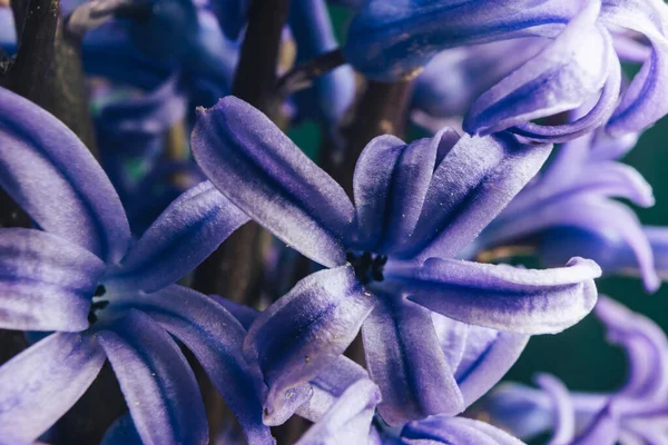 Close Purple Hyacint Bloemen Patroon Achtergrond Voor Ontwerp Macro View — Stockfoto