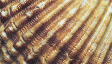 Güzel deniz kabuklarını kapat, tasarım için desen arkaplan dokusu. Makro fotoğrafçılık görünümü. 