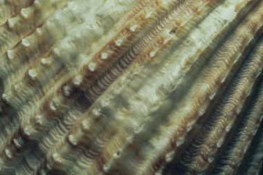 Güzel deniz kabuklarını kapat, tasarım için desen arkaplan dokusu. Makro fotoğrafçılık görünümü. 