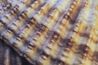 Güzel deniz kabuklarını kapat, tasarım için desen arkaplan dokusu. Makro fotoğrafçılık görünümü. 