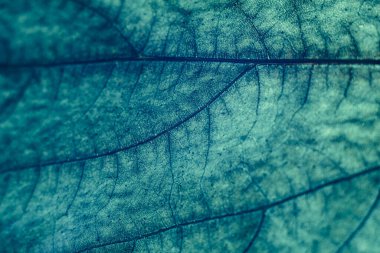 Tasarım için güzel yeşil yaprak desenli arkaplan dokusunu kapatın. Makro fotoğrafçılık görünümü. 