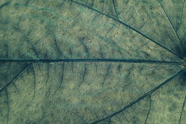 Tasarım için güzel yeşil yaprak desenli arkaplan dokusunu kapatın. Makro fotoğrafçılık görünümü. 
