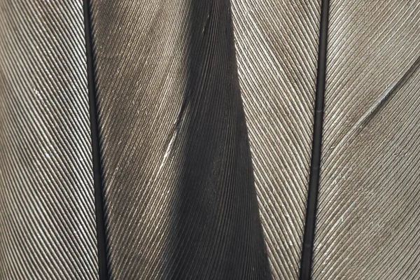 Cerrar Hermosa Gris Pájaro Plumas Patrón Textura Fondo Para Diseño — Foto de Stock