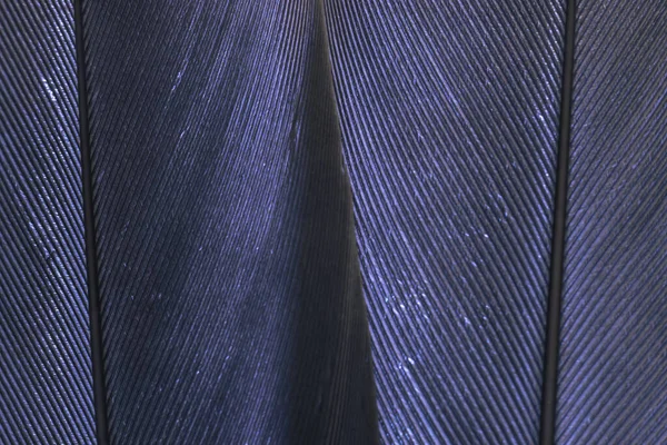 Close Hermoso Pájaro Púrpura Pluma Patrón Textura Para Diseño Macro —  Fotos de Stock