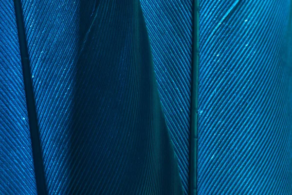 Close Hermosa Textura Patrón Fondo Pluma Pájaro Azul Para Diseño —  Fotos de Stock