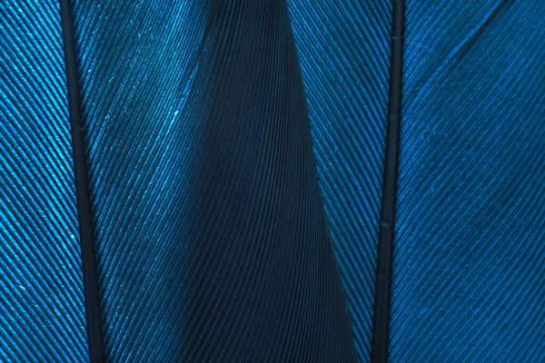 Close Hermosa Textura Patrón Fondo Pluma Pájaro Azul Para Diseño — Foto de Stock