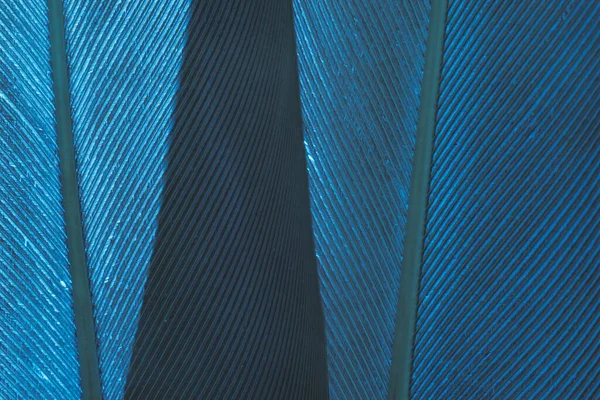 Nahaufnahme Schöne Blaue Vogelfeder Hintergrundmuster Textur Für Das Design Makrofotografie — Stockfoto