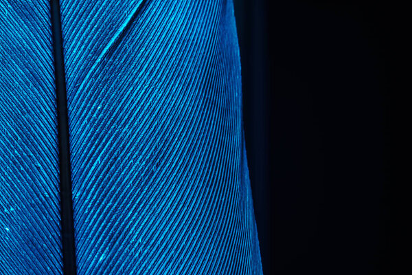 Close up Beautiful blue Bird feather background pattern texture for design .  Macro photography view. 