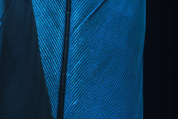 Close Hermosa Textura Patrón Fondo Pluma Pájaro Azul Para Diseño —  Fotos de Stock