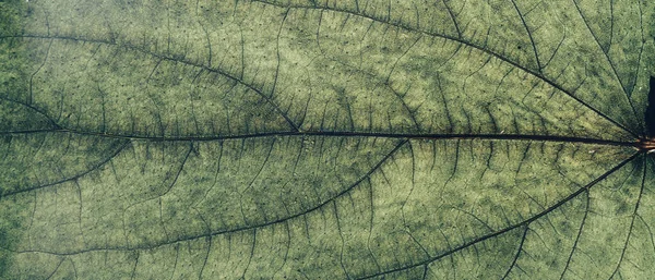 Cerrar Hermosa Textura Fondo Del Patrón Hoja Primavera Para Diseño — Foto de Stock