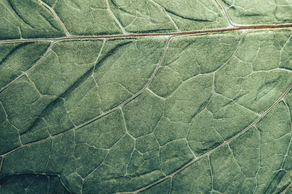 Cerrar Hermosa Textura Fondo Patrón Hoja Fresca Verde Para Diseño —  Fotos de Stock