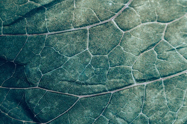 Close Beautiful Spring Leaf Pattern Background Texture Design Macro Photography — Stock Photo, Image