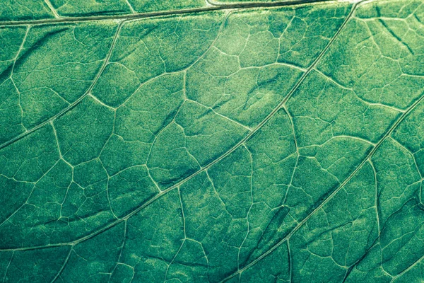 Cerrar Hermosa Textura Fondo Del Patrón Hoja Primavera Para Diseño —  Fotos de Stock