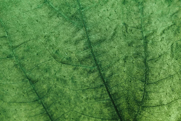閉じるデザインのための美しい春の葉のパターンの背景のテクスチャ マクロ写真ビュー — ストック写真