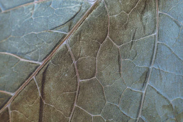 Cerrar Hermosa Textura Fondo Patrón Hoja Fresca Verde Para Diseño — Foto de Stock