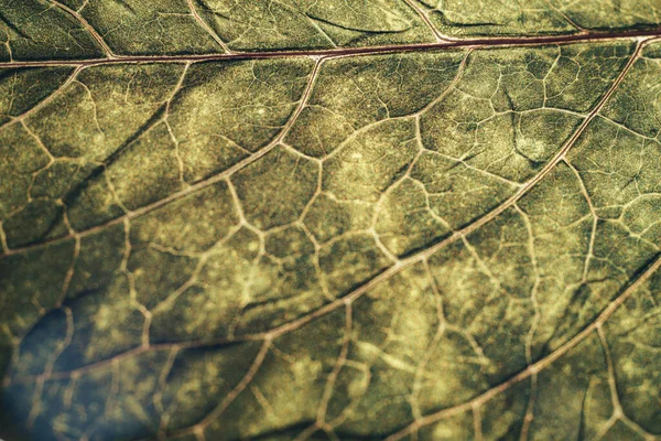 Close Bela Textura Fundo Padrão Folha Primavera Para Design Fotografia — Fotografia de Stock